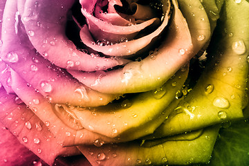 Image showing multicolor rose