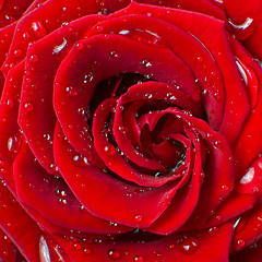 Image showing red rose