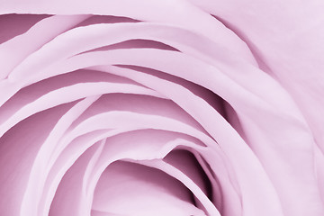 Image showing violet rose close up