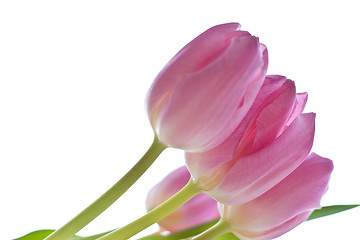 Image showing pink tulips