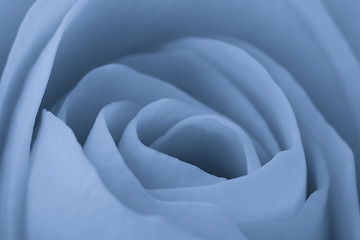 Image showing blue rose macro