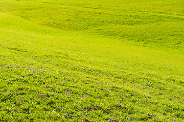 Image showing green field