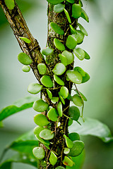 Image showing small plant parasiting on a tree in rainforest