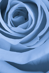 Image showing blue rose close up