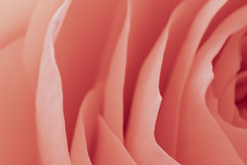 Image showing pink rose macro