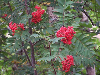 Image showing Rowanberry