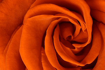 Image showing orange rose