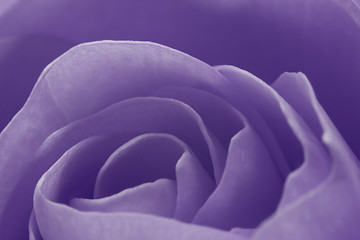 Image showing violet rose macro