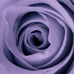 Image showing violet rose close up