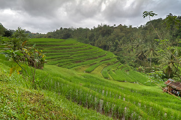 Image showing rice fields in Bali, Indonesia
