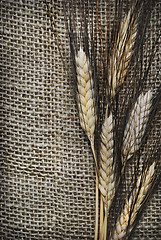 Image showing Wheat ears