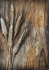 Image showing Wheat ears