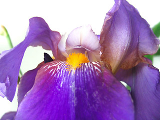 Image showing beautiful iris flower