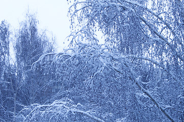 Image showing winter trees