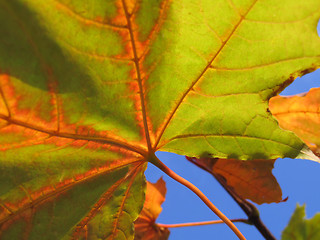 Image showing autumn leaf of maple tree close up