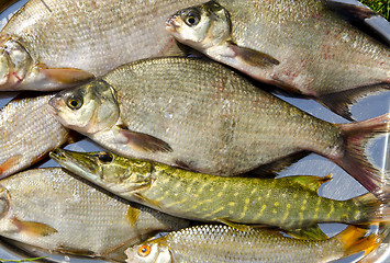 Image showing Bream roach jack lake fish catch metal plate