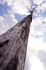 Image showing Sere old tree reaching cloudy sky   death concept 