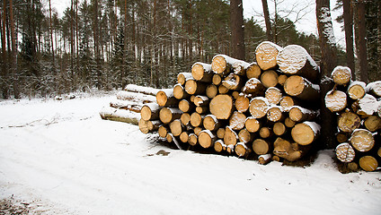 Image showing cut down trees