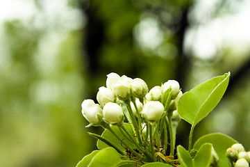 Image showing Apple-tree flowering