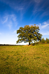 Image showing Oak (autumn)