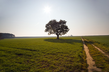 Image showing Oak (autumn, a sunset)