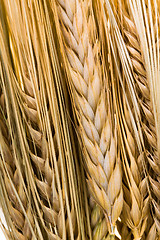 Image showing Ears of wheat