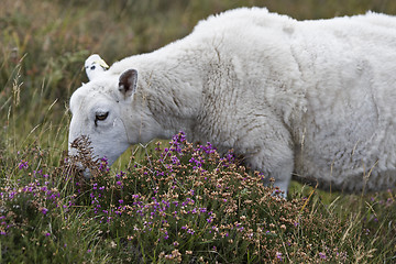 Image showing sheep eating