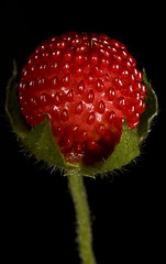 Image showing red fruit on back background