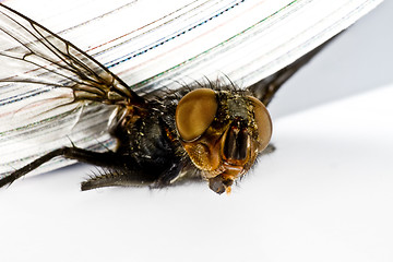 Image showing squash fly under magazine in extreme close up