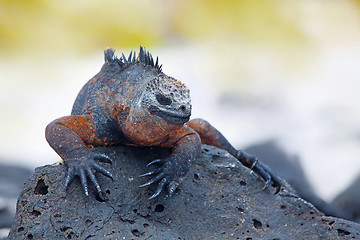 Image showing Galapagos marine Iguana