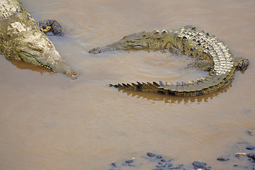 Image showing Crocodile at the riverbank