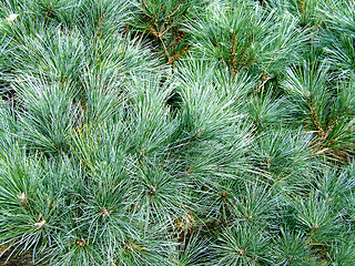 Image showing Pine texture