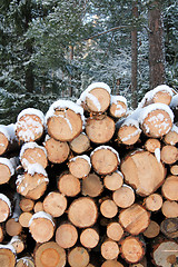 Image showing Stack of Pine Logs in Winter Snow