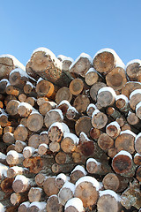 Image showing Snow covered old softwood logs agaist blue sky