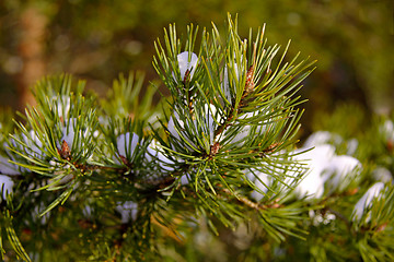 Image showing Pine tree needles