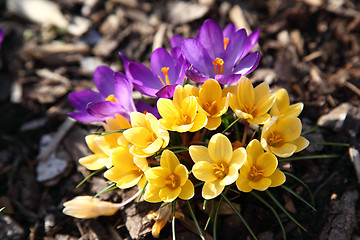 Image showing Purple and yellow crocus