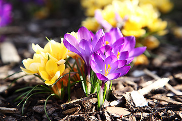 Image showing Purple and yellow crocus