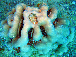 Image showing Coral head
