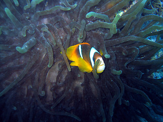 Image showing Yet another clownfish