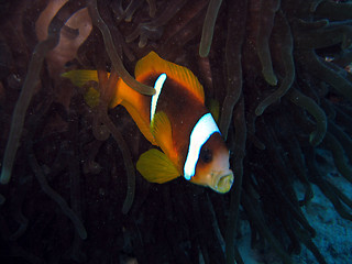 Image showing Kissing clownfish