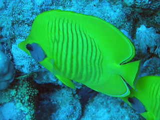 Image showing Yellow butterfly fish