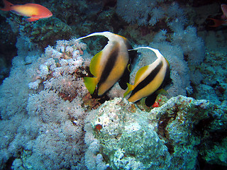 Image showing Two pennant fish