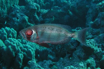 Image showing Bigeye 1