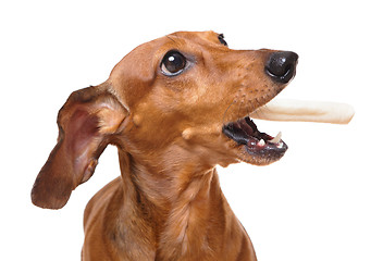 Image showing dachshund dog eat snack