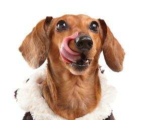 Image showing Dachshund dog wait for yummy food