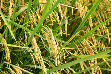 Image showing paddy rice field