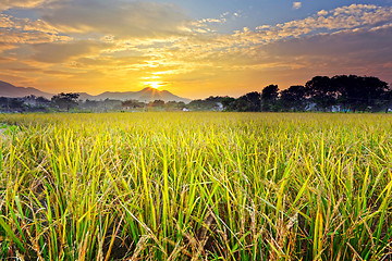 Image showing paddy field with sunset