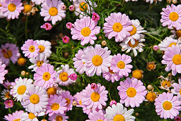 Image showing flower field