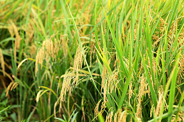 Image showing paddy rice field