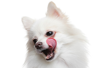 Image showing pomeranian dog wait for yummy food